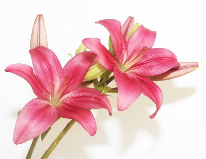  Profile Photos of Online Flower Shops in Australia 414 Old Elleker Road - Photo 1 of 1