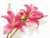 Online Flower Shops in Australia, Albany