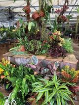 Atlantic Gardening Company, Raleigh