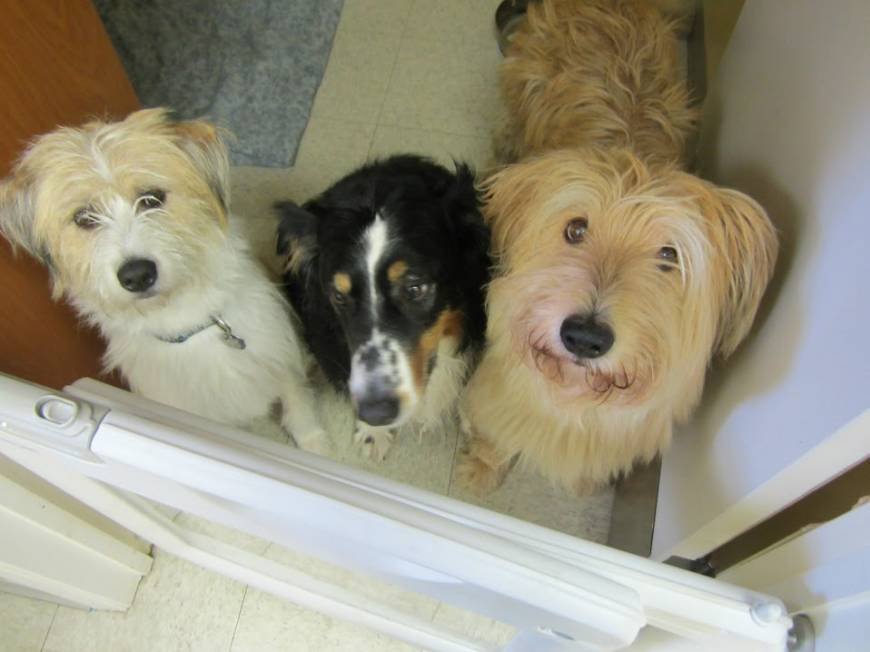  Pricelists of Mill Creek Animal Hospital 8606 99 Street Northwest - Photo 1 of 4