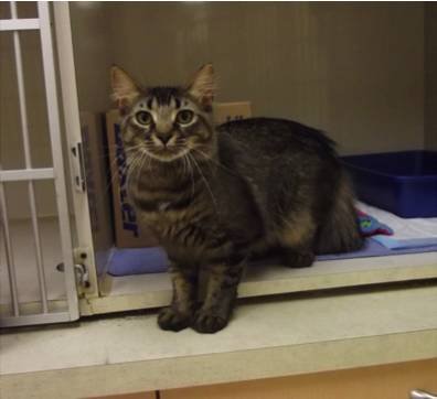  Pricelists of North Hill Animal Hospital 12612 Regional Road 50 Unit #11 - Photo 2 of 4