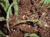  O'Hara Pest Control Inc. 1001 25th Ct, unit 2 