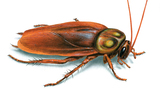  O'Hara Pest Control Inc. 1001 25th Ct, unit 2 