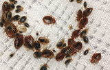 O'Hara Pest Control Inc., West Palm Beach
