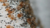 O'Hara Pest Control Inc., West Palm Beach