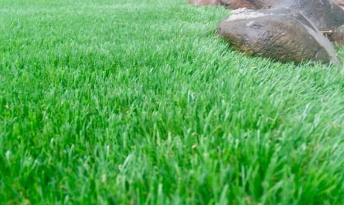  Turf Pros Solution Phoenix of Turf Pros Solution Phoenix 45 W Jefferson St, #200 - Photo 3 of 10