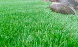 Turf Pros Solution Phoenix, Phoenix