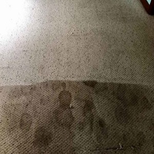  Pricelists of Main Cleaning Soluitons 1200 Sedgefield Rd - Photo 4 of 4