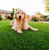 Turf Pros Solution Los Angeles, Los Angeles