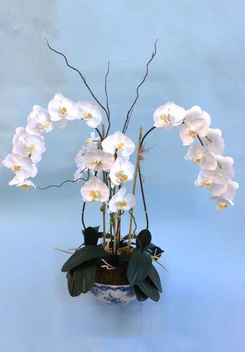  Pricelists of Pacific Silk Plants 27134A Paseo Espada Ste 304 - Photo 1 of 6