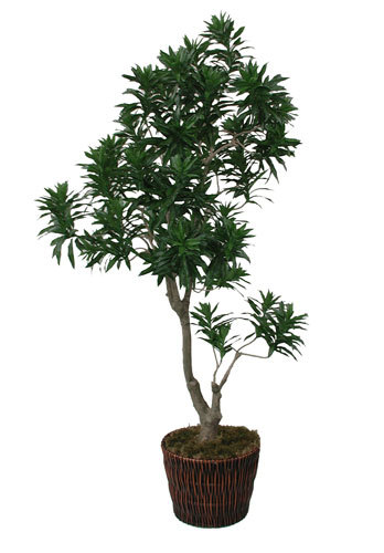  Pricelists of Pacific Silk Plants 27134A Paseo Espada Ste 304 - Photo 4 of 6