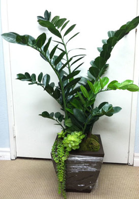  New Album of Pacific Silk Plants 27134A Paseo Espada Ste 304 - Photo 1 of 1