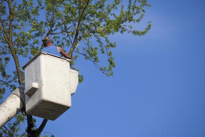  Augusta Tree Removal of Augusta Tree Removal 505 Boy Scout Road - Photo 1 of 5