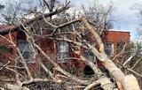 Augusta Tree Removal, Augusta