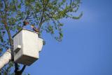 Augusta Tree Removal, Augusta