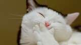 Pet Clinic in Delhi, Pet Clinic in Delhi, New Delhi