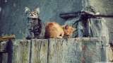 Pet Clinic in Delhi, Pet Clinic in Delhi, New Delhi