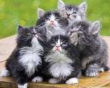 Pet Shop in Delhi, Pet Shop in Delhi, New Delhi