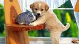 Pet Shop in Delhi, Pet Shop in Delhi, New Delhi