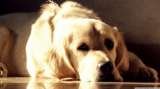 Pet Shop in Delhi, Pet Shop in Delhi, New Delhi