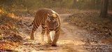 Crazy India Tour, Jaipur