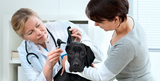 Menus & Prices, Farms Pet Care, Delhi