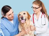 Farms Pet Care H-183, Lane No. W-13, Westen Avenue, Sainik Farms, Delhi 