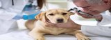  Farms Pet Care H-183, Lane No. W-13, Westen Avenue, Sainik Farms, Delhi 