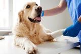  Farms Pet Care H-183, Lane No. W-13, Westen Avenue, Sainik Farms, Delhi 