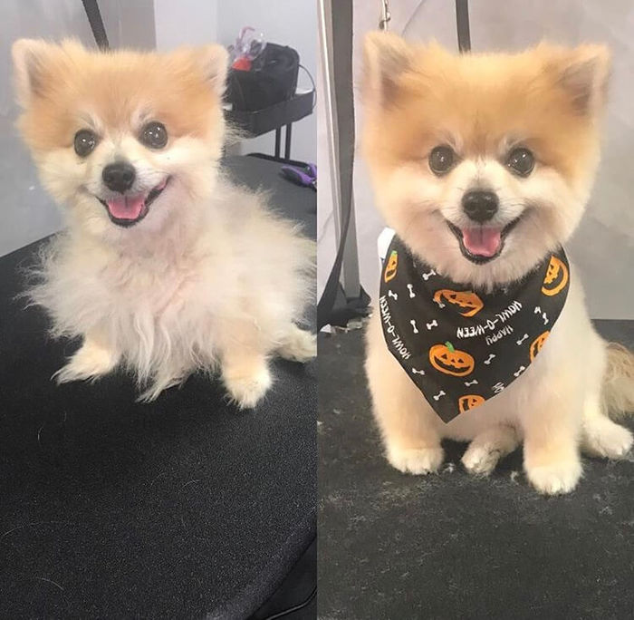  Profile Photos of Wiggles Pet's SPA 13317 Ventura Blvd Suite C, Sherman Oaks, CA, 91423 - Photo 1 of 1