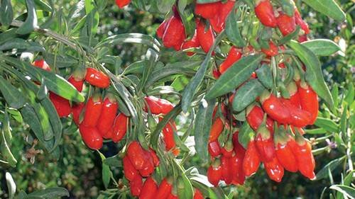  Profile Photos of Goji Lycium Barbarum Ningxia NQ 1 Ciucalau nr. 112 - Photo 4 of 4