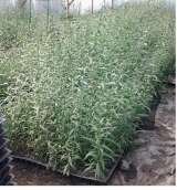 Goji Lycium Barbarum Ningxia NQ 1, Stroiesti