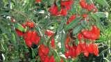 Goji Lycium Barbarum Ningxia NQ 1, Stroiesti