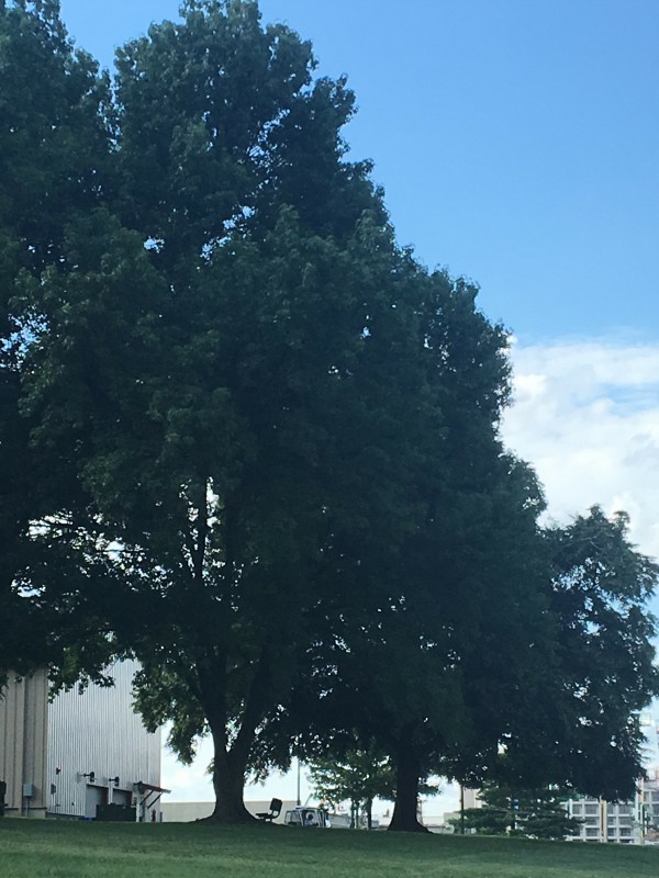  Tree Service Jefferson County of Tree Service Jefferson County 1243A Water Tower Place #178 - Photo 1 of 2