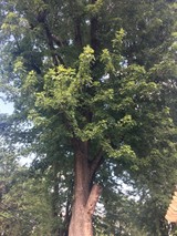 Tree Service Jefferson County, Arnold
