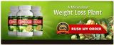 Pure Cambogia Ultra, Berlin