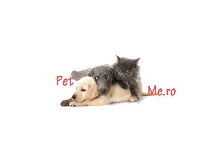  Profile Photos of Pet shop online - petme.ro Str. Unirii nr 22C - Photo 1 of 1