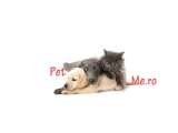 Pet shop online - petme.ro, Constanta