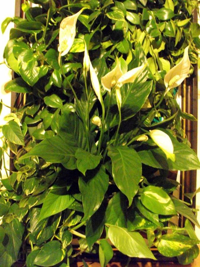  Tablouri vegetale of Metroplex Property Management SRL Calea Floreasca 169A - Photo 4 of 8