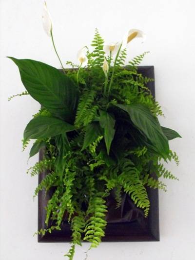  Tablouri vegetale of Metroplex Property Management SRL Calea Floreasca 169A - Photo 6 of 8