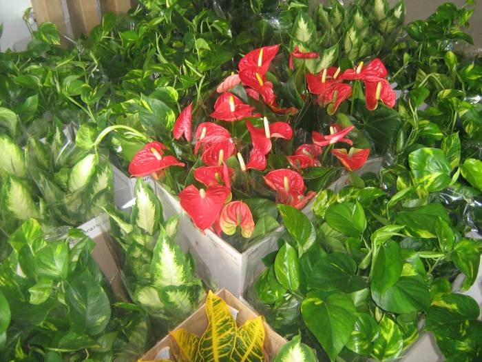  Pereti Vegetali - Gradini Verticale of Metroplex Property Management SRL Calea Floreasca 169A - Photo 16 of 18