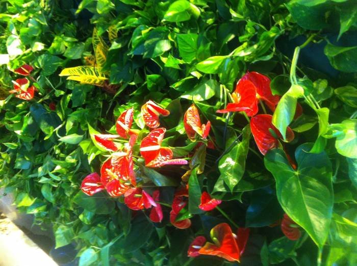  Pereti Vegetali - Gradini Verticale of Metroplex Property Management SRL Calea Floreasca 169A - Photo 12 of 18