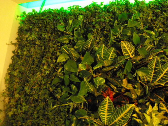  Pereti Vegetali - Gradini Verticale of Metroplex Property Management SRL Calea Floreasca 169A - Photo 17 of 18