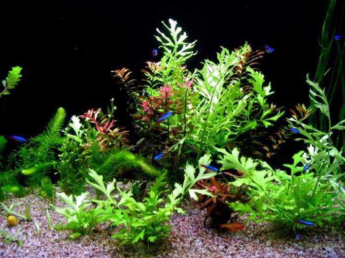  Profile Photos of Aquarium Bucharest Vacaresti nr. 203 - Photo 10 of 12