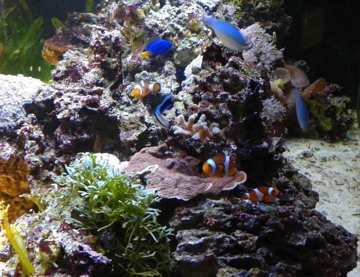  Reef of Aquarium Bucharest Vacaresti nr. 203 - Photo 1 of 9