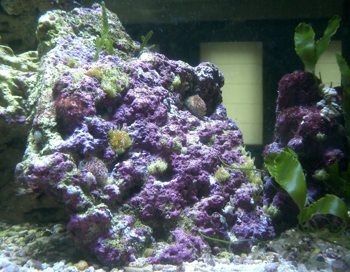  Reef of Aquarium Bucharest Vacaresti nr. 203 - Photo 2 of 9