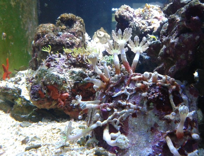  Reef of Aquarium Bucharest Vacaresti nr. 203 - Photo 3 of 9