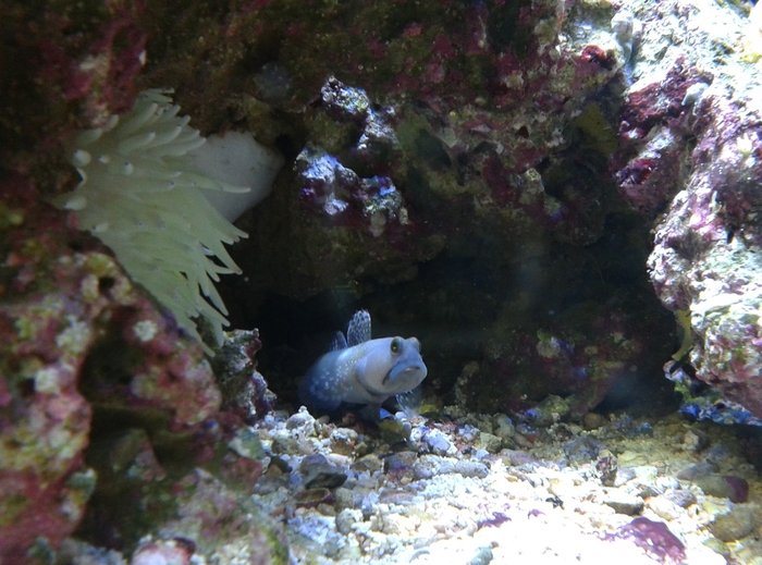  Reef of Aquarium Bucharest Vacaresti nr. 203 - Photo 4 of 9