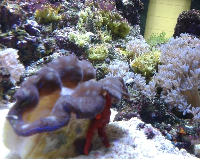  Reef of Aquarium Bucharest Vacaresti nr. 203 - Photo 5 of 9