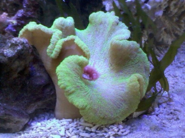  Reef of Aquarium Bucharest Vacaresti nr. 203 - Photo 6 of 9